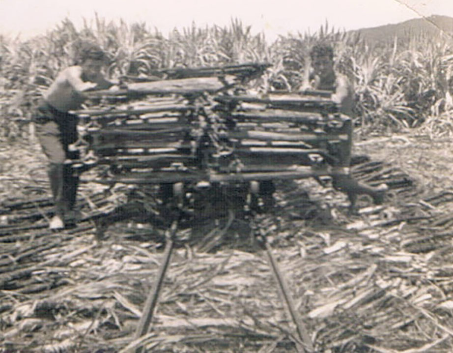 Gino working on the sugar cane