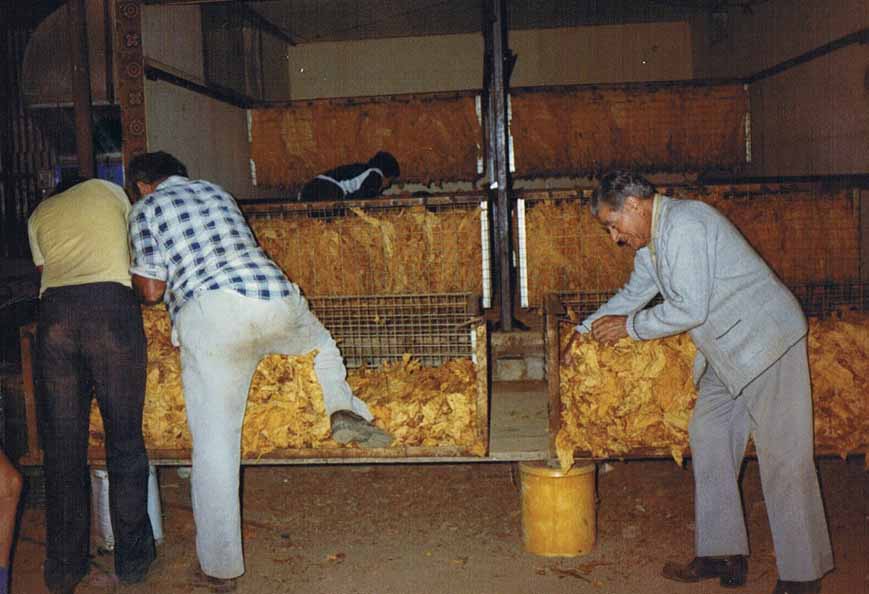 Curing tobacco 1982