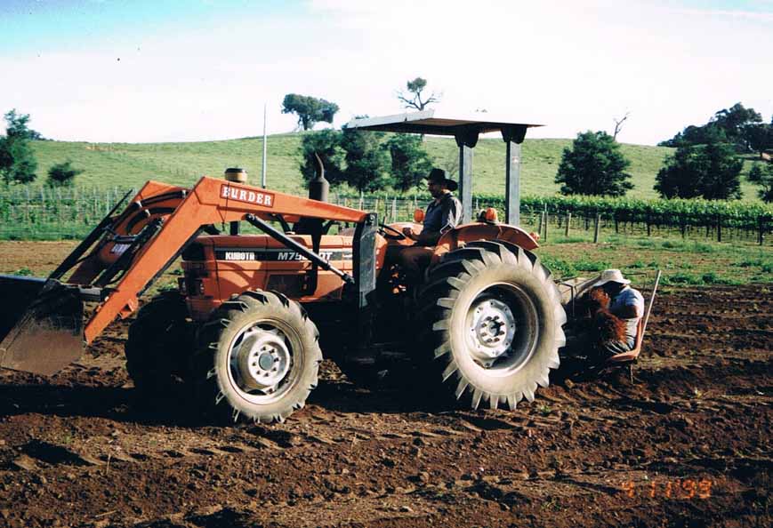 Planting vines