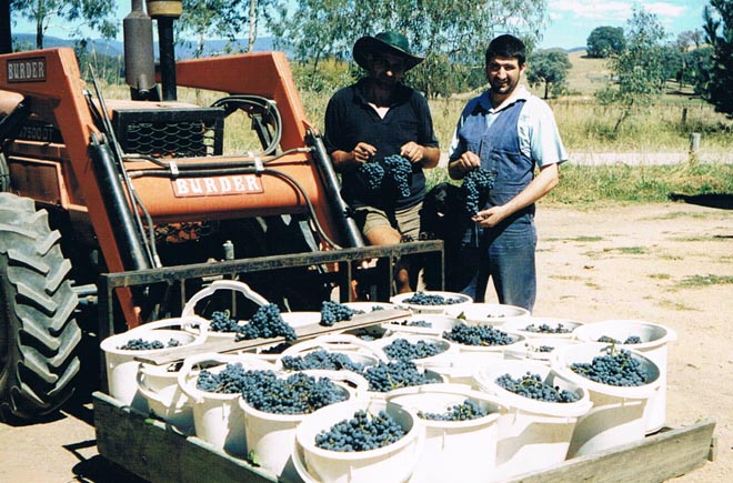 Handpicking grapes